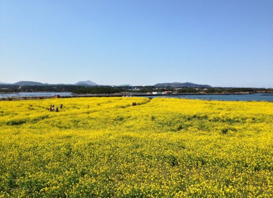 済州島の菜の花畑