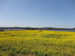 済州の菜の花畑