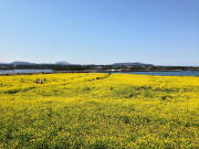 おすすめ韓国　済州島