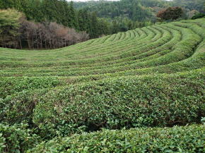 宝城茶園