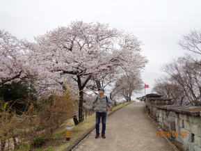 晋州城と桜