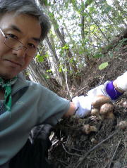 韓国　松茸狩り