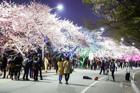 ソウル汝矣島　桜祭り