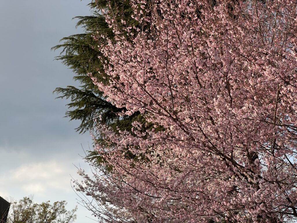 上野公園の桜2023