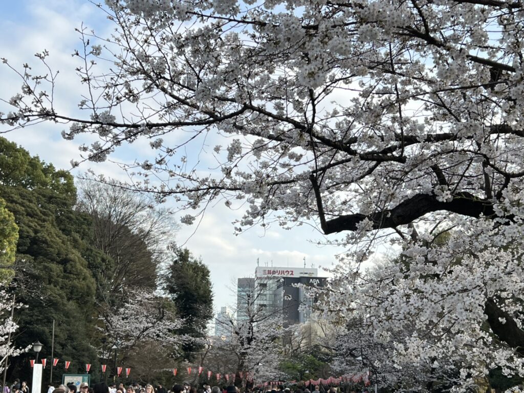 上野公園の桜2023