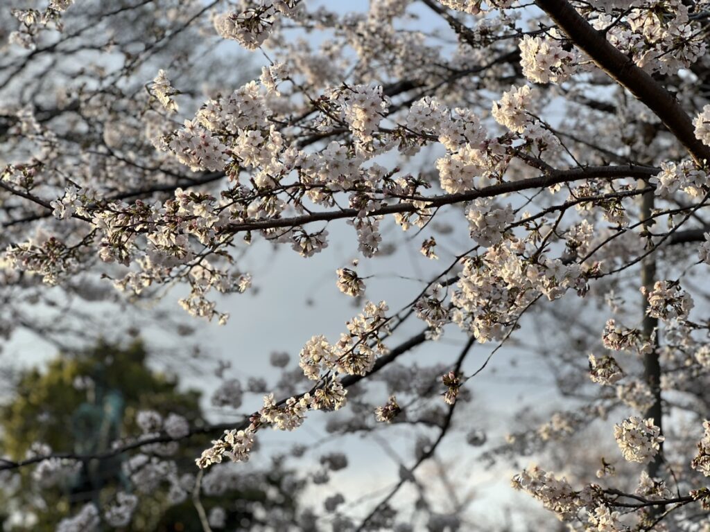 上野公園の桜2023