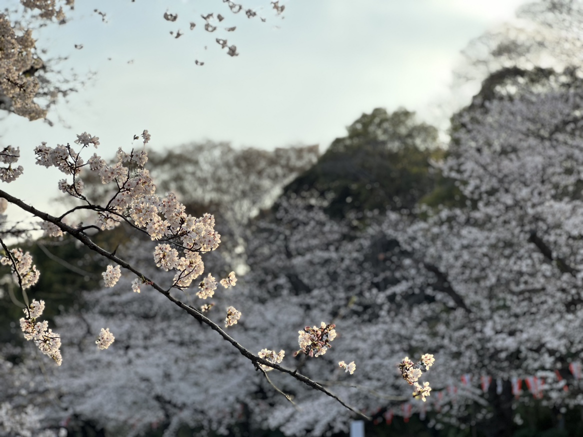 上野公園の桜2023