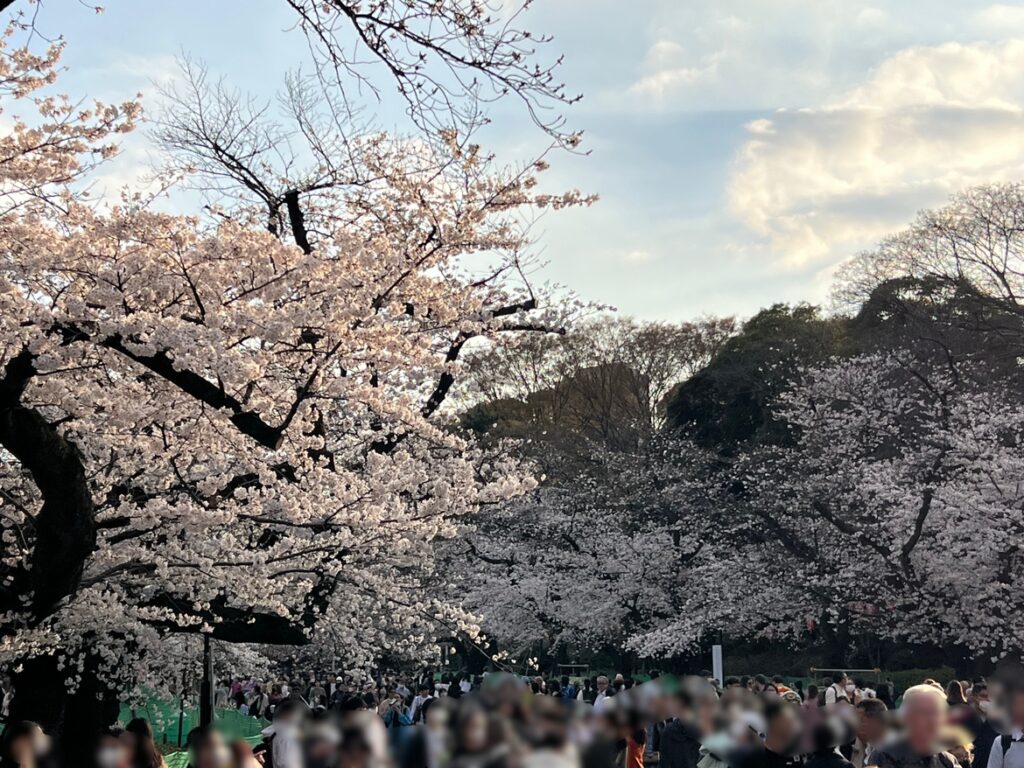 上野公園の桜2023