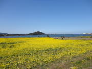 韓国旅行　済州島