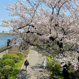 昼の隅田千本桜