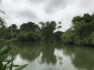 世界遺産シンガポール植物園