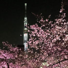 隅田公園の夜桜とスカイツリー