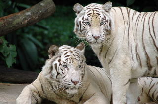 シンガポール動物園