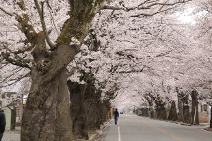 富岡町夜ノ森の桜並木