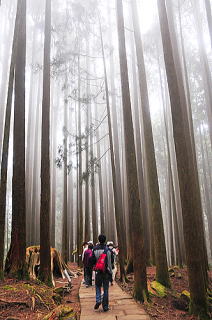 阿里山観光風景