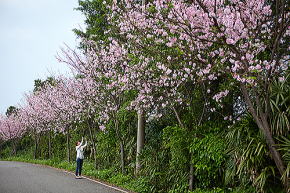 桜の名所　桜の花道