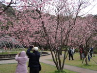 陽明山公園の桜