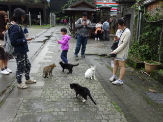 猴硐駅前の猫たち