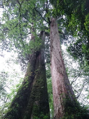 阿里山のヒノキ巨木