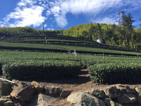 阿里山の茶畑