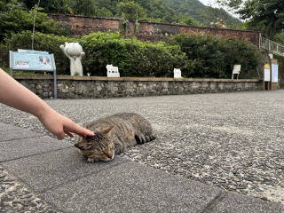 猴硐猫村のネコ