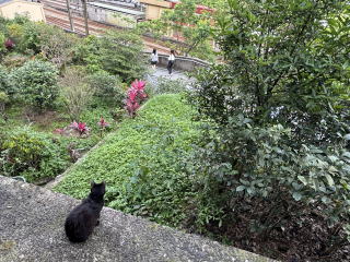 猴硐猫村の猫