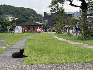 やっぱり猫が好き