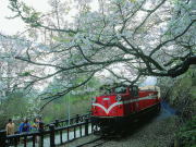 台湾旅行 阿里山