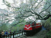 台湾旅行　阿里山