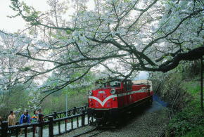 阿里山おすすめ　森林鉄道