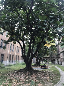 台湾大学